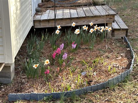 Daffodils And Hyacinths Planters Place