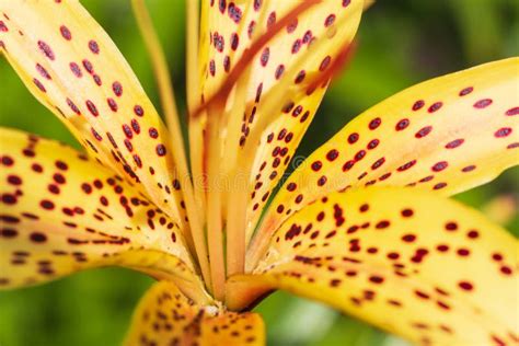 Yellow Lily Flower With Red Spots Stock Photo Image Of White Yellow