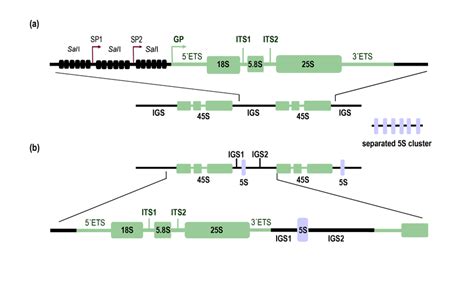 Organization Of Nuclear Ribosomal Rna Rrna Genes In Plants A A Download Scientific Diagram