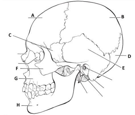 skull bones Diagram | Quizlet