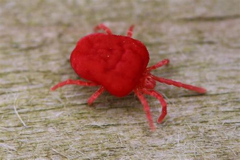 What Are Red Mites And Why Are They A Chicken Keeper S Worst Nightmare