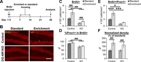 Role Of Nmda Receptors In Adult Neurogenesis And Normal Development Of