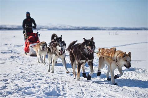 Sled Dog Day | Holiday | Checkiday.com