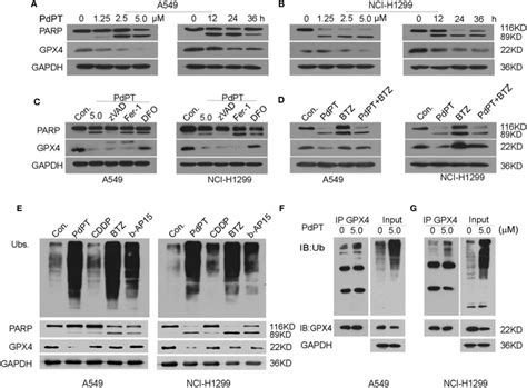 Pdpt Induces Gpx Protein Degradation A B A And Nci H Cells