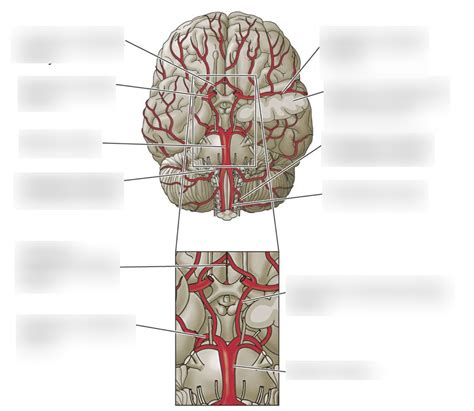 Cerebrovascular System Diagram Quizlet