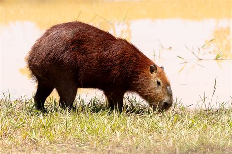 Hydrochoerus Hydrochaeris Greater Capybara Flickr