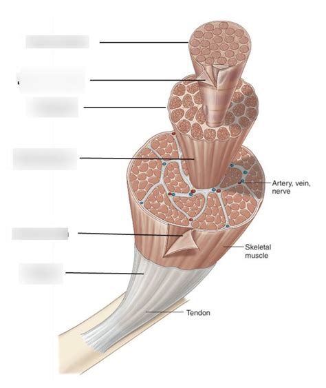 Skeletal Muscle Fiber Diagram Quizlet