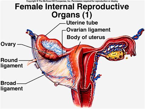 Diagram Of Female Reproductive System Internal And External