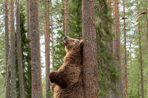 A Bear Leaning On A Tree Over 217 Royalty Free Licensable Stock Photos