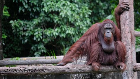 Taiping Zoo | From David Chong's Journal