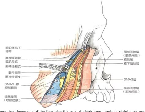 Figure 2 From Analysis Of The Effect Of Zygomatic Fat Pad Lifting