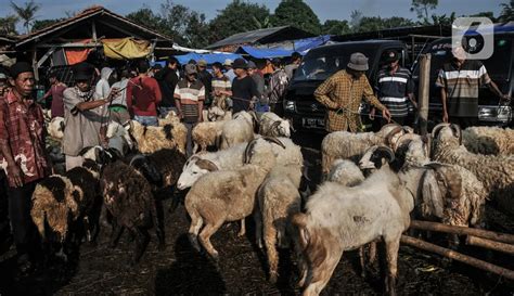 FOTO Berburu Hewan Kurban Di Pasar Terbesar Se Jabodetabek Foto