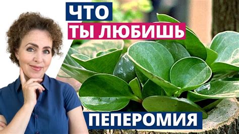 ПЕПЕРОМИЯ Тонкости Ухода - YouTube