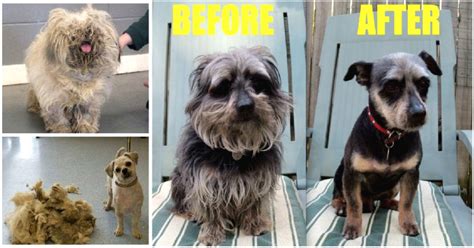 65 incredible before and after dog grooming transformations