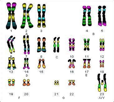 Free Describe An Individual With The Karyotype Shown A Normal Female