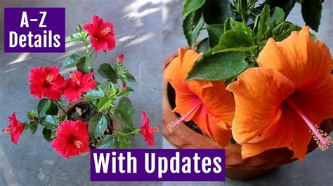 See How To Grow Care Hibiscus Plant At Home Perfectly Youtube