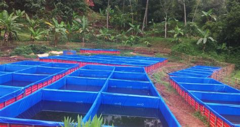 Sistem Budidaya Ikan Dengan Wadah Kolam Terpal Dan Cara Pembuatannya