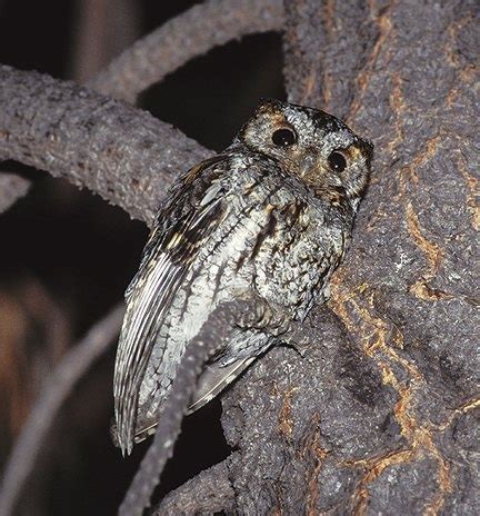 Flammulated Owl Otus Flammeolus Picture Of In Flammeolus Owl