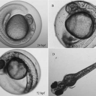 Pdf A Novel Contact Assay For Testing Aryl Hydrocarbon Receptor Ahr