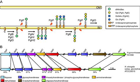 A Current Model Of The Broad Spectrum O Linked Glycosylation Pathway