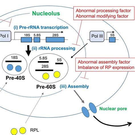 P Dependent Nucleolar Stress Response Pathways Nucleolar Stress