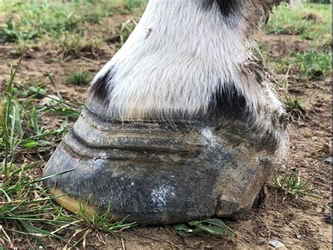 Laminitis Hoof Photos At Louis Williams Blog