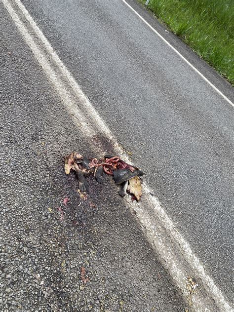 Broad Shelled Turtle From Yurol Forest Dr Pomona QLD AU On April 6