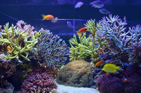 Reef Aquariums For Your Inspiration