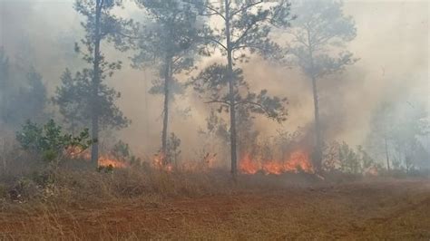 Incendios Forestales Amenazan Bosques Y Biodiversidad De Cuba Ips Cuba