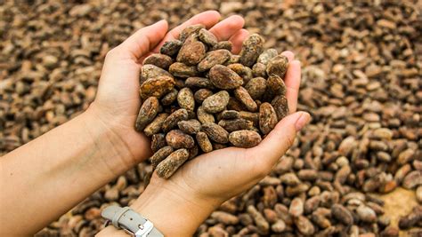 Ecuador Fortalece El Mercado Del Cacao Fino De Aroma Proveniente De Una Producción Sostenible