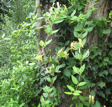 Honeysuckle Vine Go Native Long Island