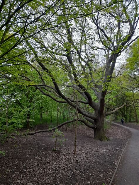 Tree In Woodfield Park Kingsbury David Howard Geograph Britain