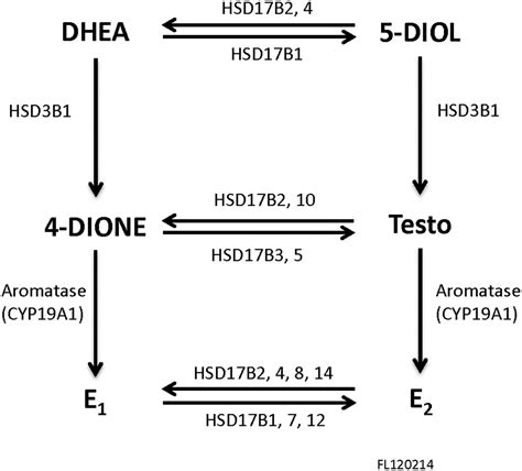 Expression Of The Estrogen Receptors And Steroidogenic Enzymes Involved