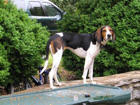 Treeing Walker Coonhound - SpockTheDog.com