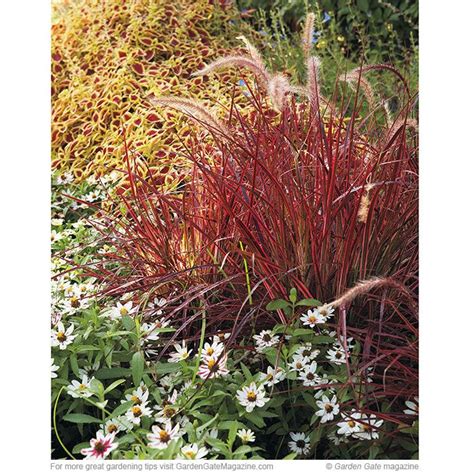 Fall Trio Brilliancy Coleus Fireworks Fountain Grass Starlight