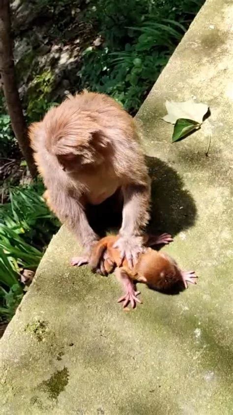 猴妈妈太狠了，把小猴子按在地上，小猴子都疼的大叫了腾讯视频