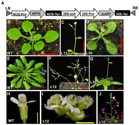 Ectopic Expression Of Jatropha Curcas Apetala1 Jcap1 Caused Early