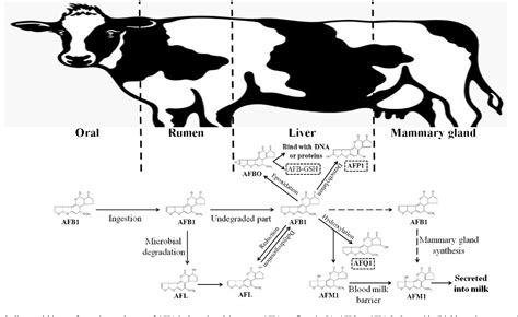 Figure 1 From An Overview Of Aflatoxin B1 Biotransformation And