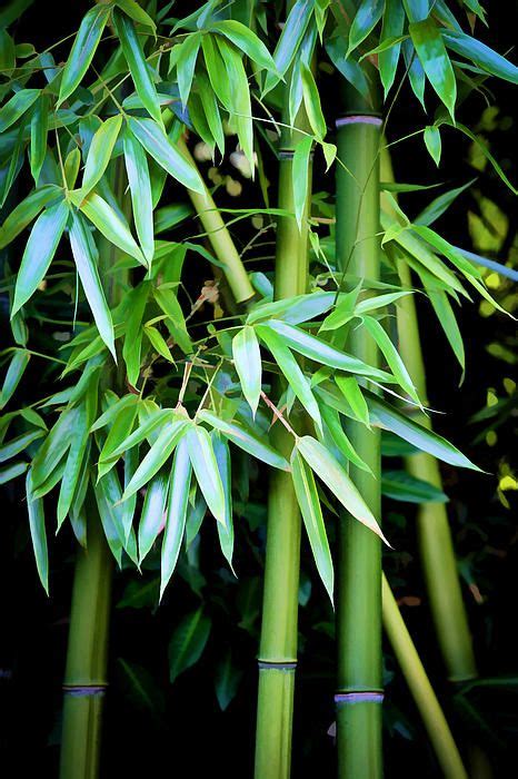 Bamboo Trees Ii By Athena Mckinzie Bamboo Tree Leaf Photography Green Aesthetic