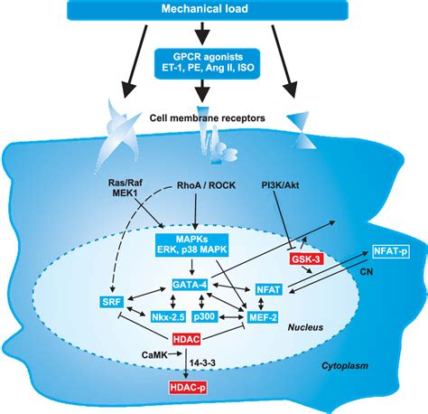 Figure 2 From GATA Transcription Factors In The Developing And Adult