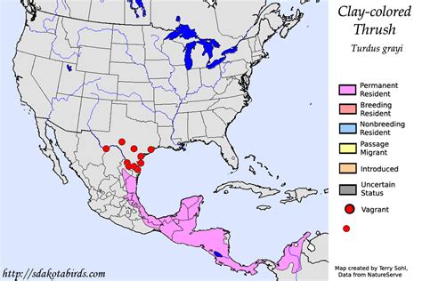 Rufous Backed Thrush Turdus Rufopalliatus Species Range Map