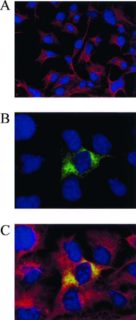 Immunocytochemical Staining Of Transfected COS 7 Cells Cells Were