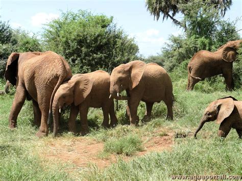 Loxodonta africana l éléphant de savane