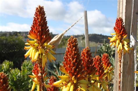 Wednesday Vignette Aloe Wickensii