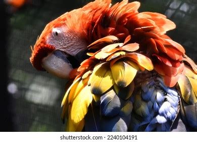 5,947 Macaw Species Images, Stock Photos & Vectors | Shutterstock