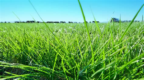 How Climate Smart Forage Can Reduce Inputs And Emissions Farmers Weekly