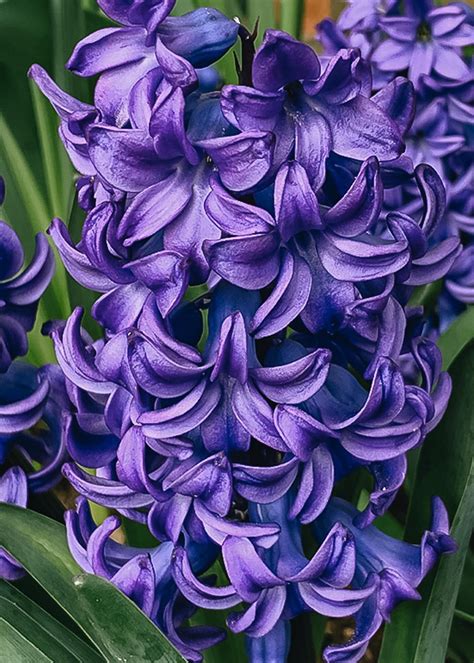 Hyacinth Blue Trophy Hiacintų Svogūnėliai Kvietkai