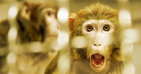 China Plans To Send Monkeys To Space Station To Have Sex With Each Other