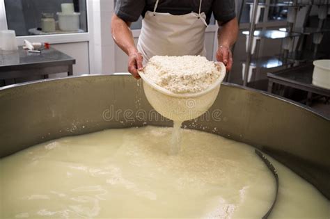 Cheese Maker Or Worker Taking Curd From Tank At Cheese Factory Closeup