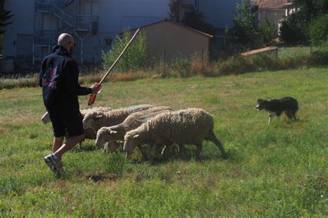 Entre Agnelles Et Loup